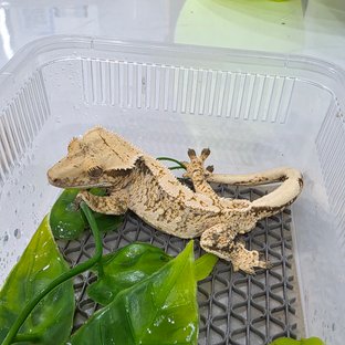 드리피 화이트스팟 트라이