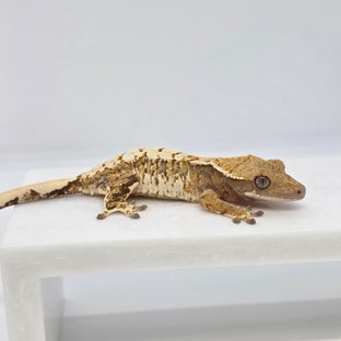 트라이 익스트림할리퀸 화이트스팟