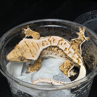 노멀 트라이 화이트스팟