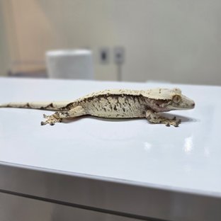 노멀 드리피 화이트스팟