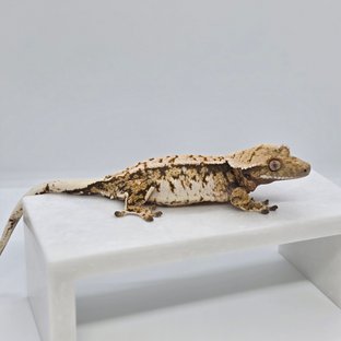 노멀 트라이 화이트스팟