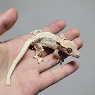프라푸치노