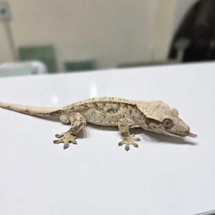 노멀 쿼드 풀핀 드리피 화이트스팟