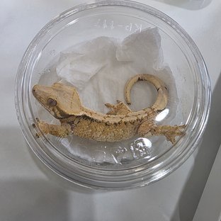 노멀 드리피 화이트스팟