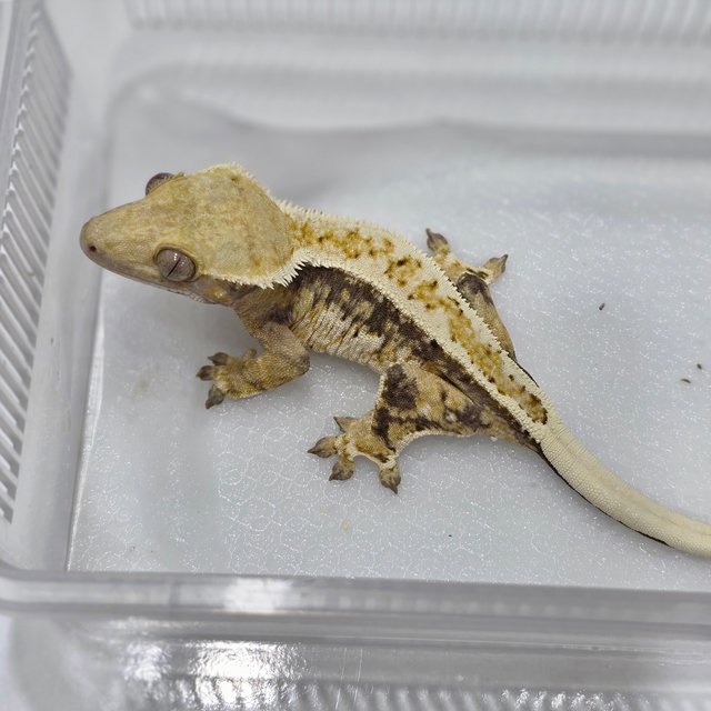 노멀 쿼드 풀핀