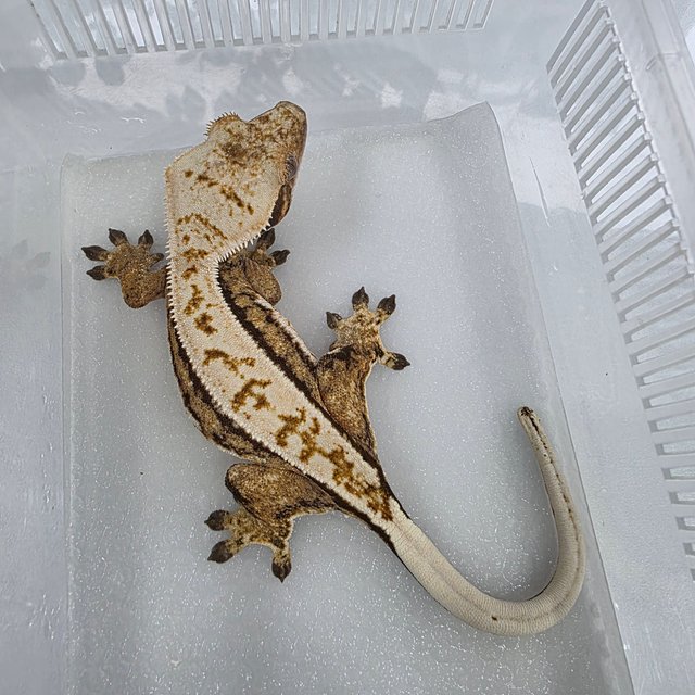 노멀 쿼드 풀핀