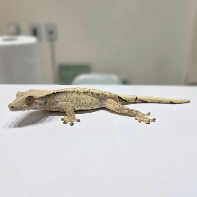 노멀 드리피 화이트스팟