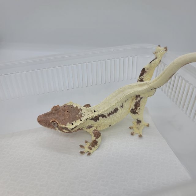 프라푸치노