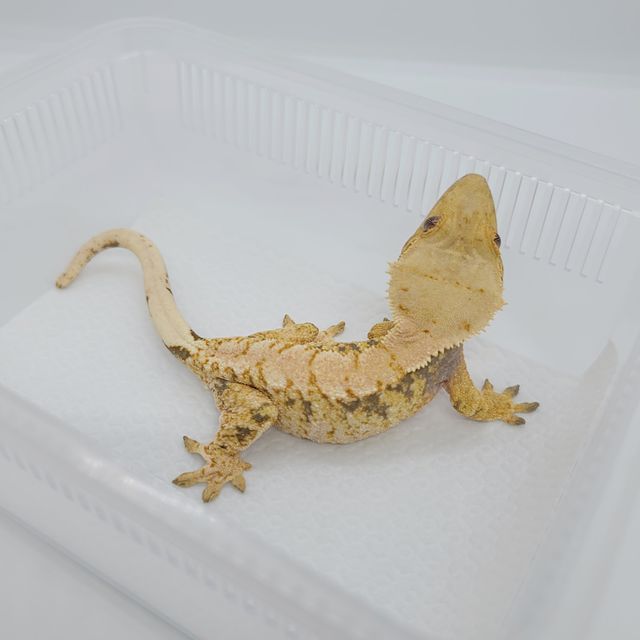 트라이 익스트림할리퀸