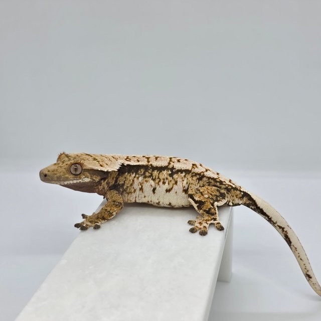 노멀 트라이 화이트스팟