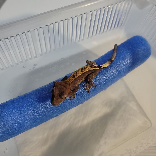 카푸치노