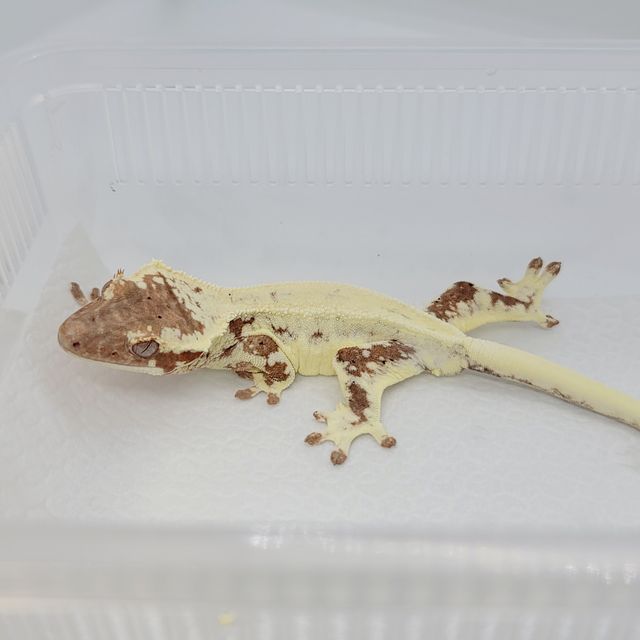프라푸치노