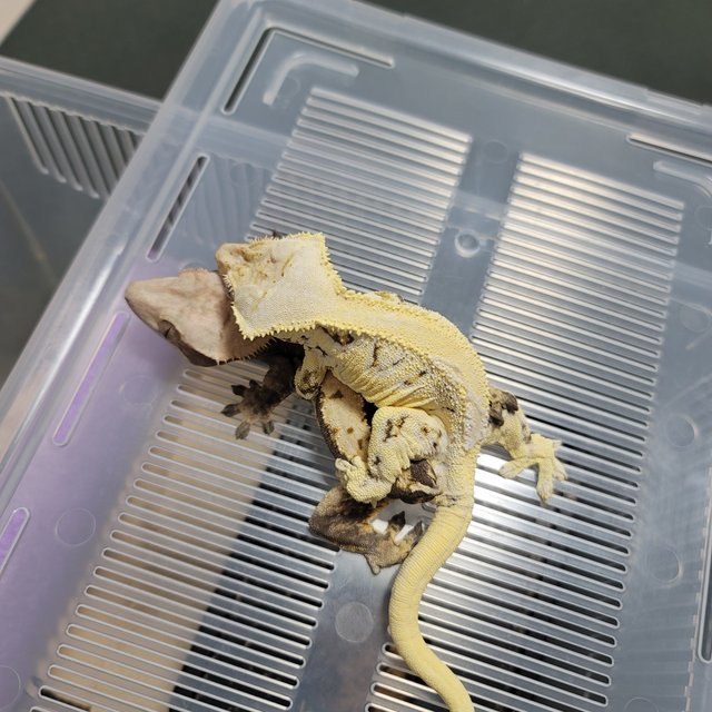 솔리드백 릴리화이트