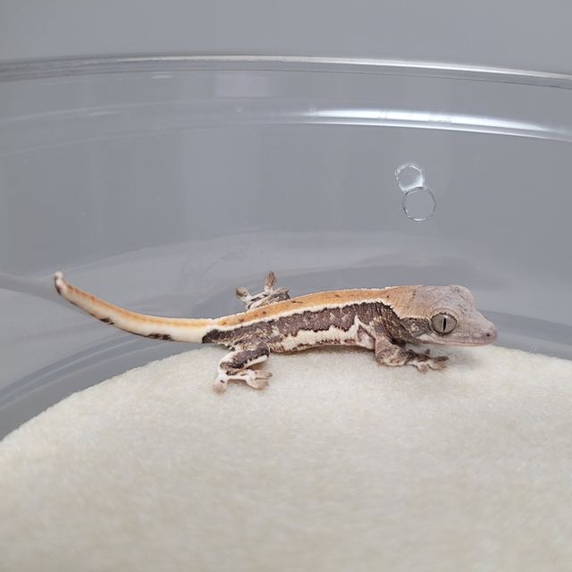 레이지 릴리화이트