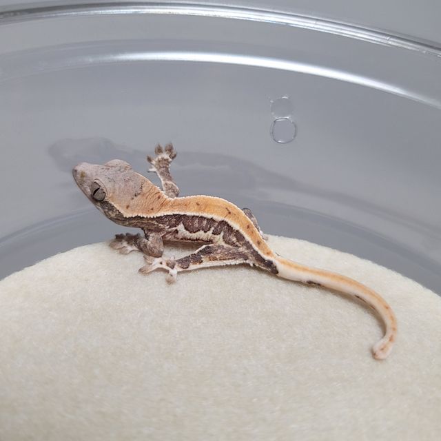 레이지 릴리화이트