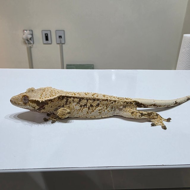 노멀 쿼드 풀핀 드리피 화이트스팟