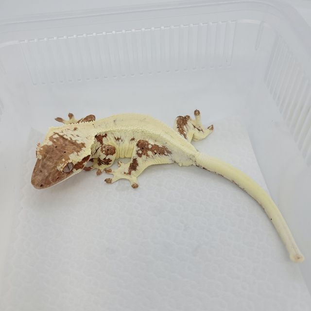 프라푸치노