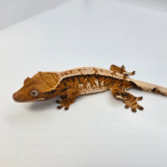 노멀 트라이 텐저린