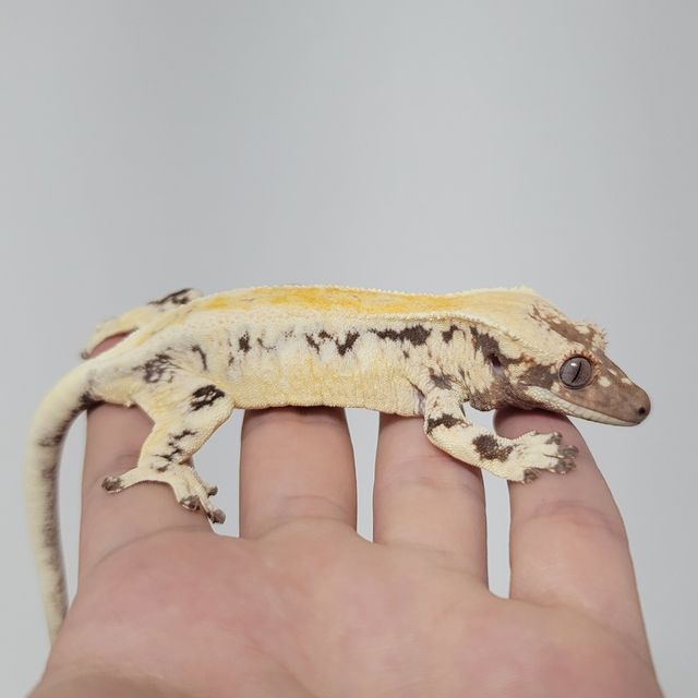 릴리 세이블