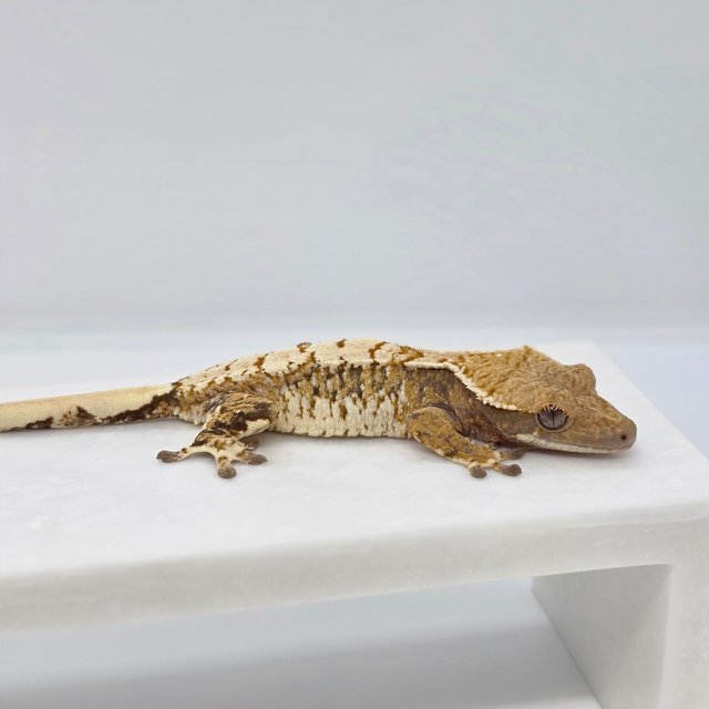 트라이 익스트림할리퀸 화이트스팟