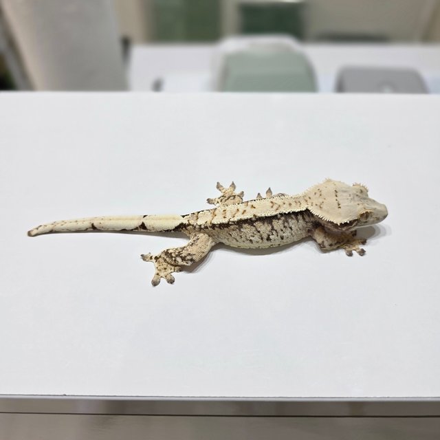 노멀 드리피 화이트스팟