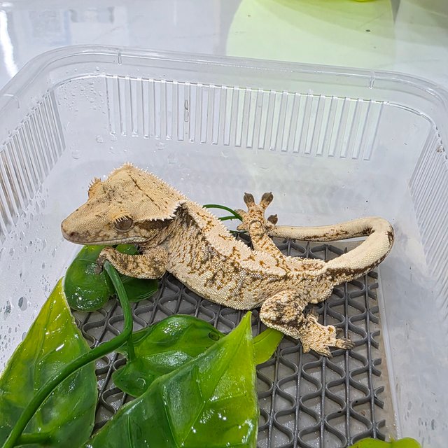 드리피 화이트스팟 트라이