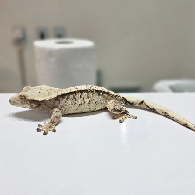 노멀 드리피 화이트스팟