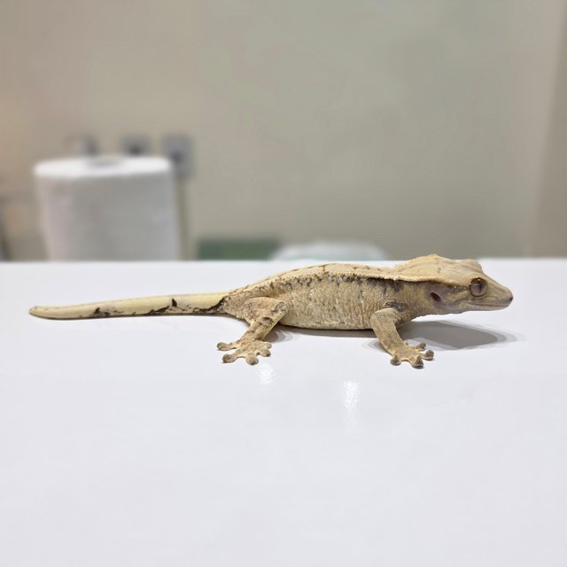 노멀 드리피 화이트스팟