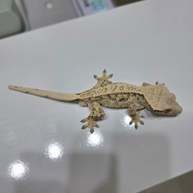 노멀 쿼드 풀핀 드리피 화이트스팟