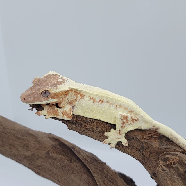 릴리 세이블 크림 크림시클