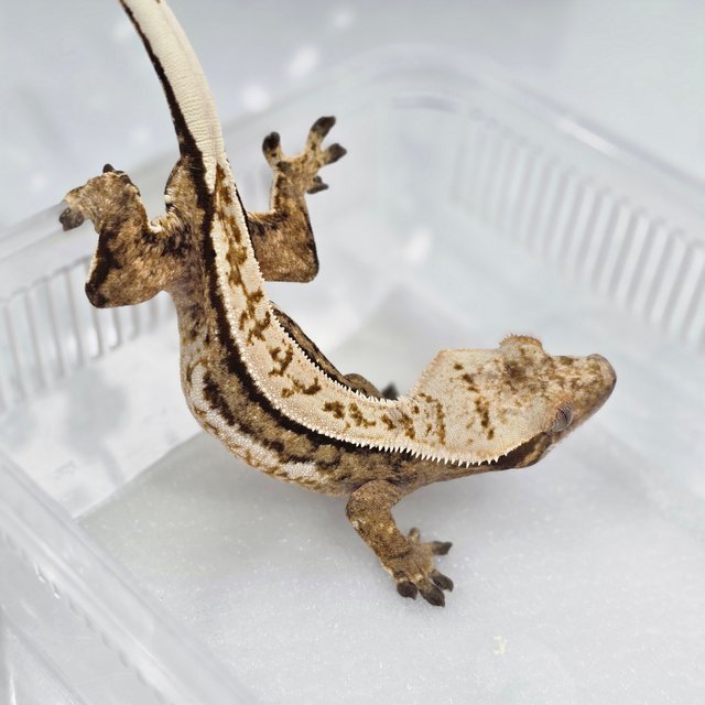 노멀 쿼드 풀핀