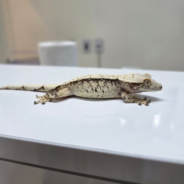 노멀 드리피 화이트스팟