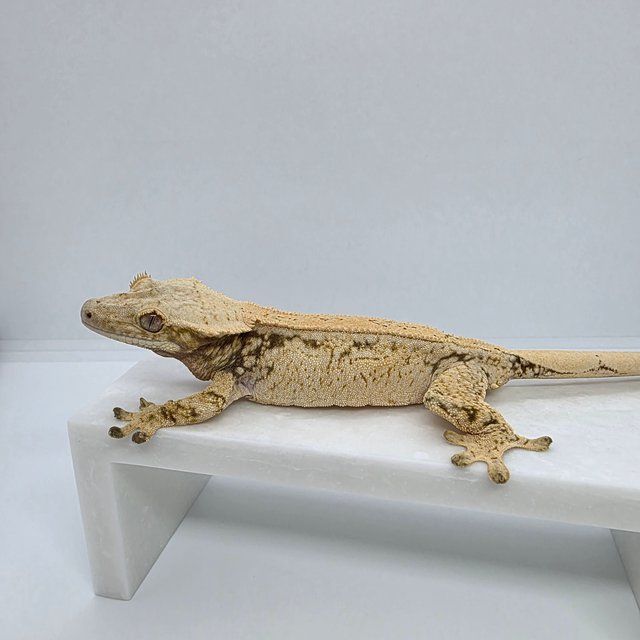 노멀 드리피 화이트스팟