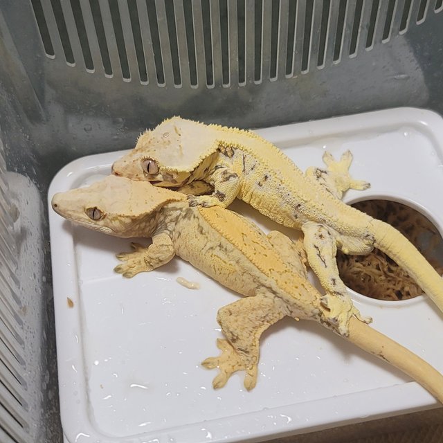 솔리드백 릴리화이트