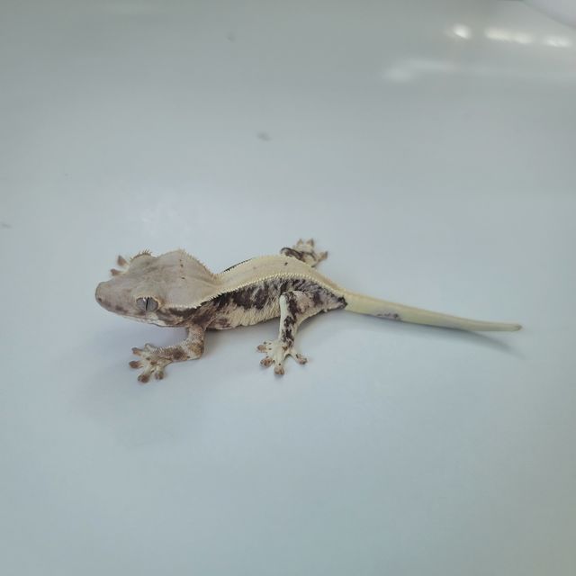 릴리화이트 트라이
