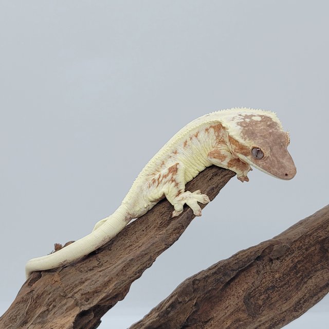 릴리 세이블 크림 크림시클