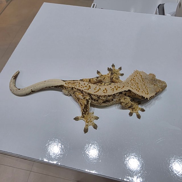 노멀 쿼드 풀핀 드리피 화이트스팟