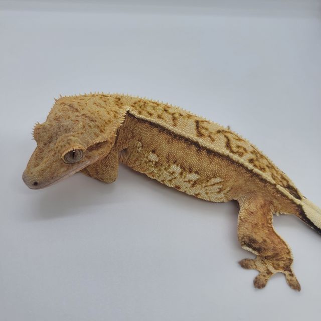 풀핀 크림시클