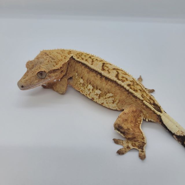 풀핀 크림시클