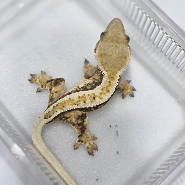 노멀 쿼드 풀핀