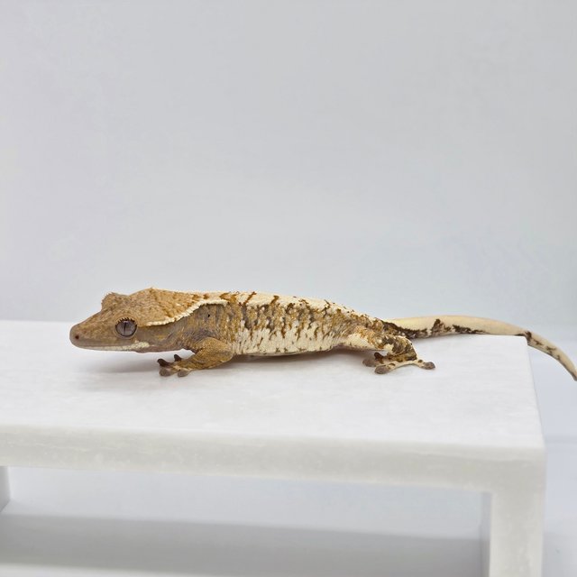 트라이 익스트림할리퀸 화이트스팟