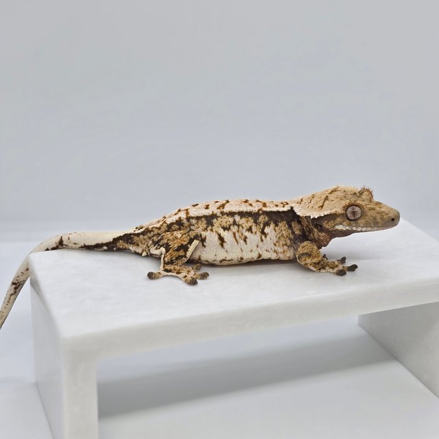 노멀 트라이 화이트스팟