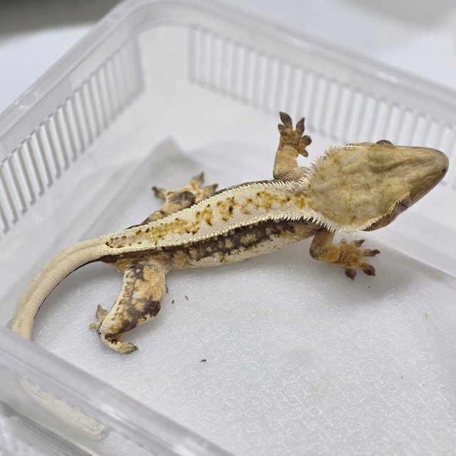 노멀 쿼드 풀핀