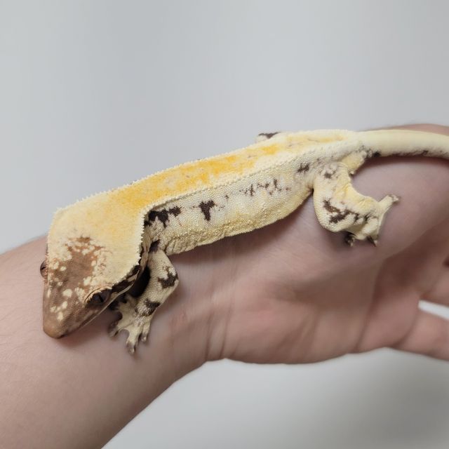 릴리 세이블
