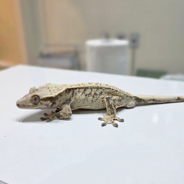 노멀 쿼드 풀핀 드리피 화이트스팟