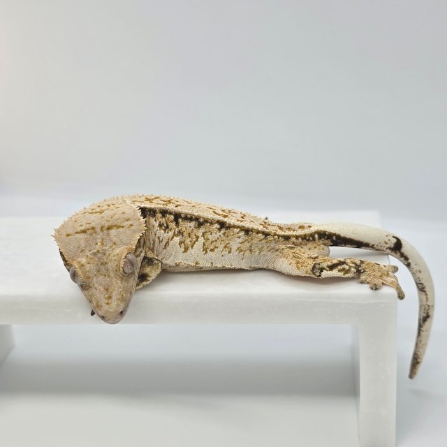 풀핀 드리피 트라이 익스트림할리퀸 노멀