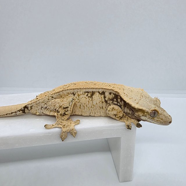 노멀 드리피 화이트스팟