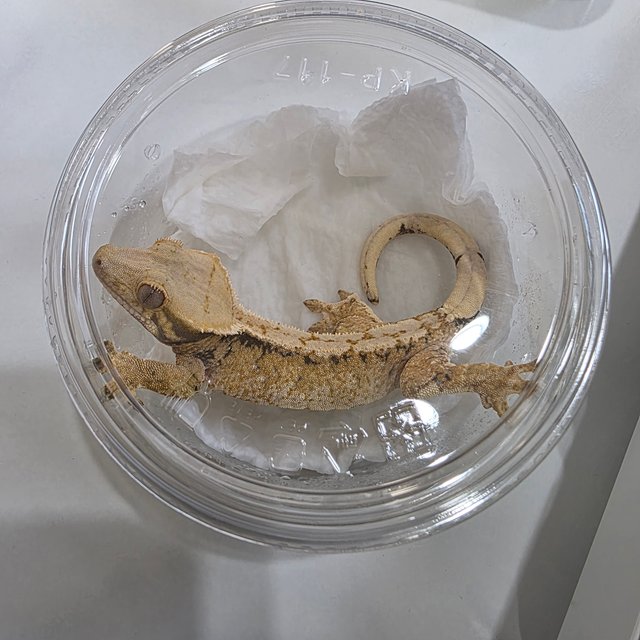 노멀 드리피 화이트스팟