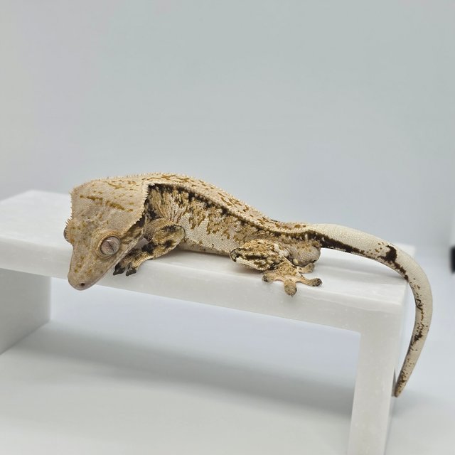 풀핀 드리피 트라이 익스트림할리퀸 노멀