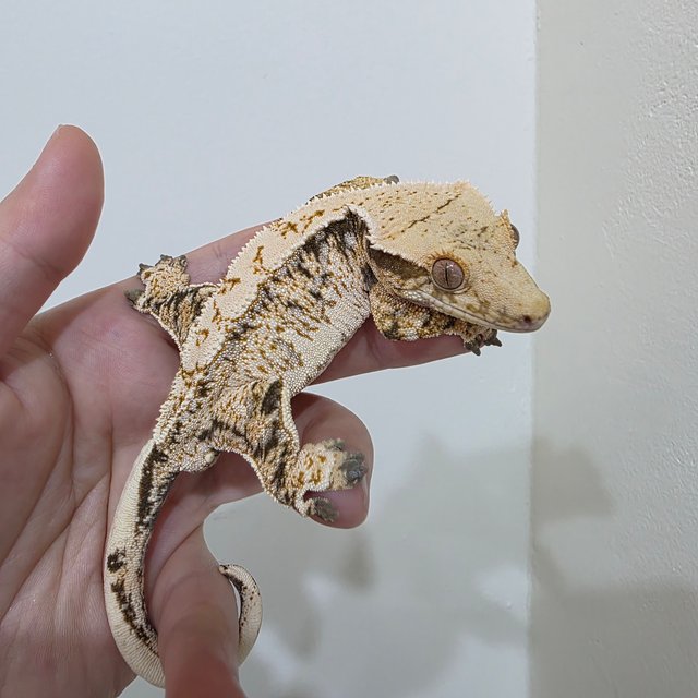 드리피 화이트스팟 트라이